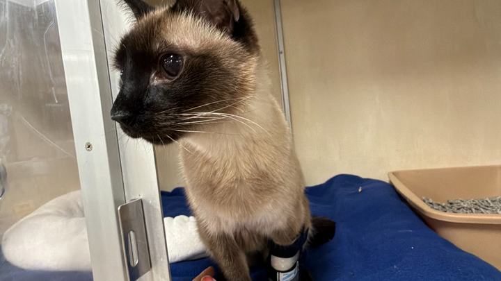 Support Pastina’s Life-Saving Vet Care campaign photo, 1 of 7