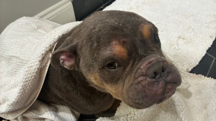 Help Anchovy Heal After Car Accident campaign photo, 1 of 6