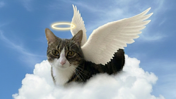 Kirby’s Angel Fund campaign photo, 1 of 8