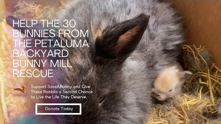 Bunny Buddies forever home rabbit rescue/sanctuary - a Personal Causes  crowdfunding project in Chepstow by Livvie