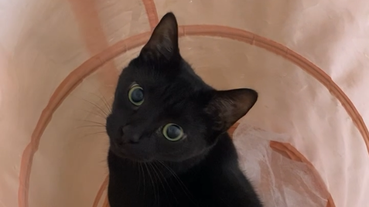 Save Chance: Urgent Help Needed campaign photo, 1 of 2