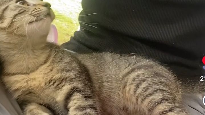 Help Me Care for My Unexpected Feline Friend campaign photo, 1 of 7