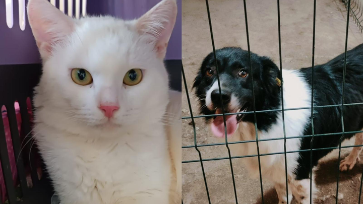HELP ALESSI, FERGUS & ROSIE TRAVEL TO THE UK campaign photo, 1 of 3