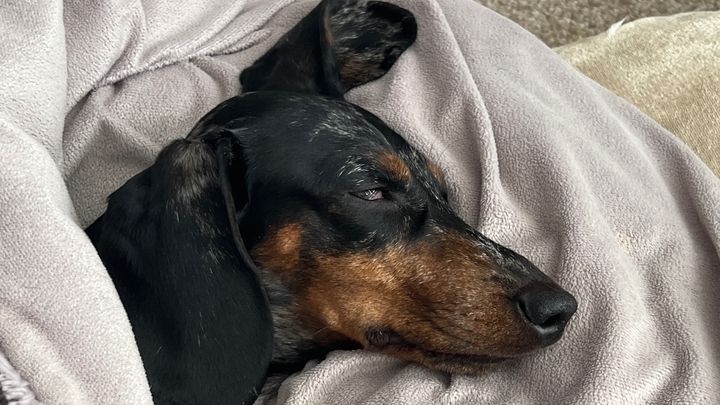 Please help Mindy get the surgery she needs campaign photo, 1 of 3