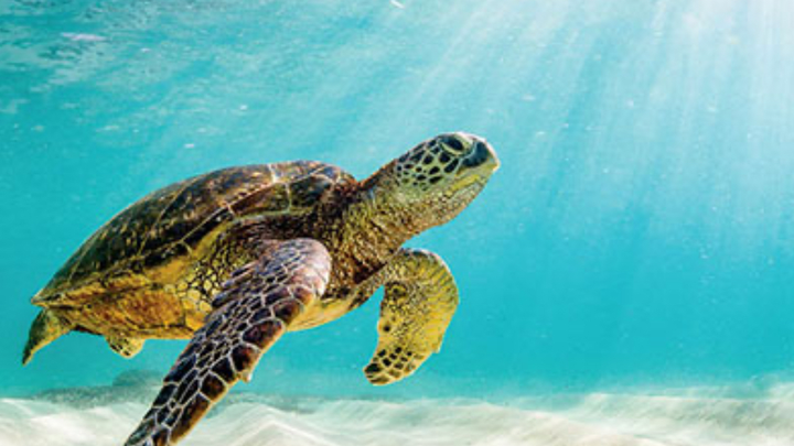 Helping to Protect Sea Turtles in Sri Lanka campaign photo, 1 of 3