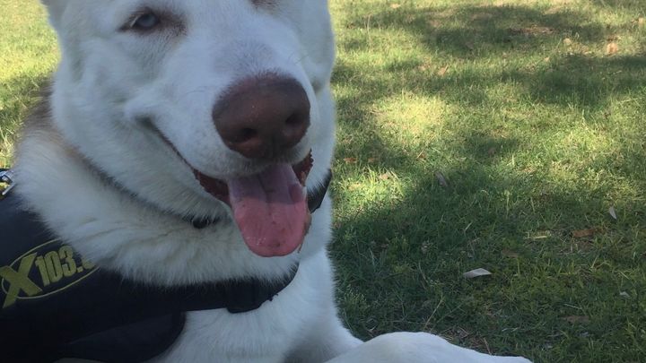 Help Yeti Pass Comfortably at Home campaign photo, 1 of 7