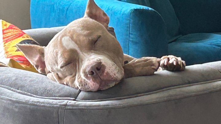 I'm planking to help more dogs find forever homes campaign photo, 1 of 4