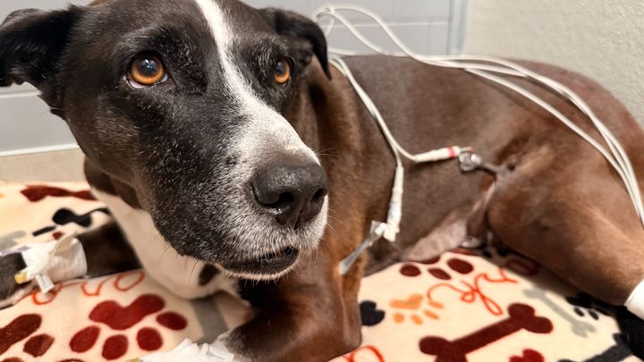 Help Us Give Lilo the Best Chance at Recovery campaign photo, 1 of 7