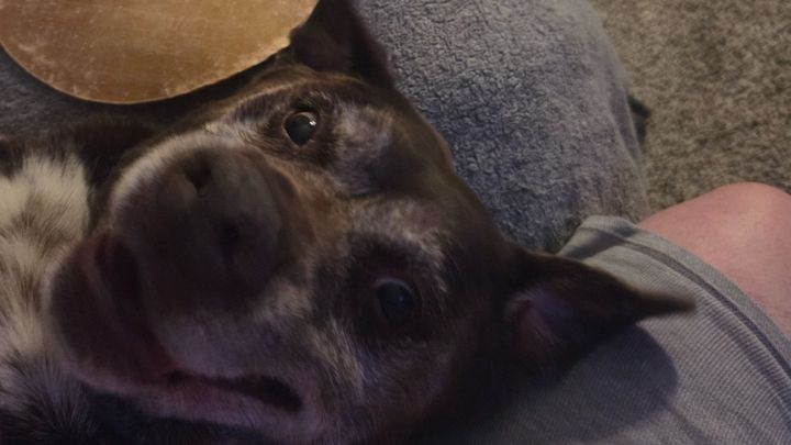 Help Save Dexter, My Best Friend