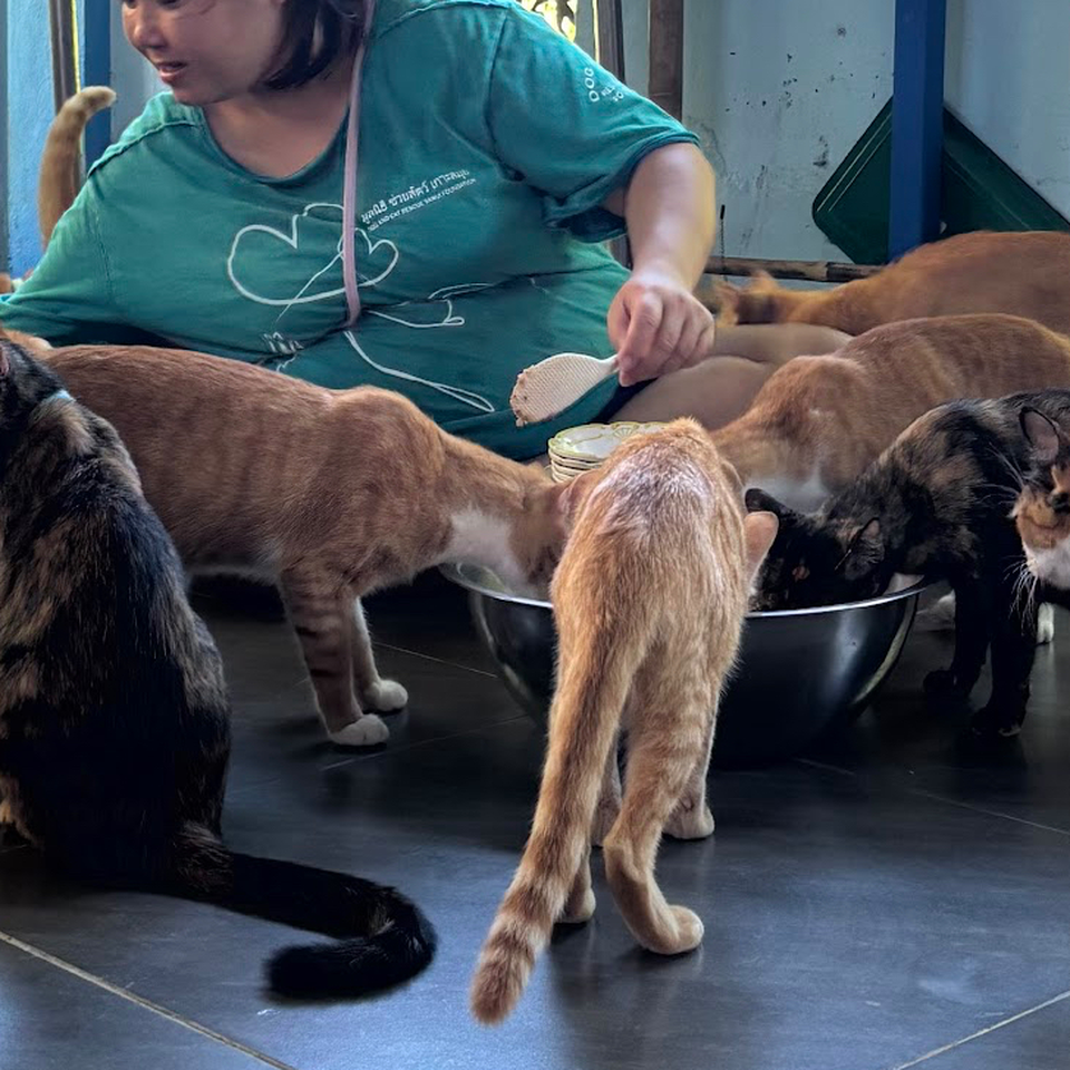 Tierheim in Koh Samui unterstützen