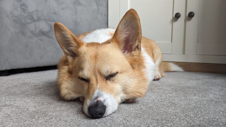 Winston's spinal surgery after-care and rehab campaign photo, 1 of 2
