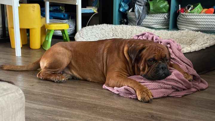 Help Ziggy Stay With His Family campaign photo, 1 of 8
