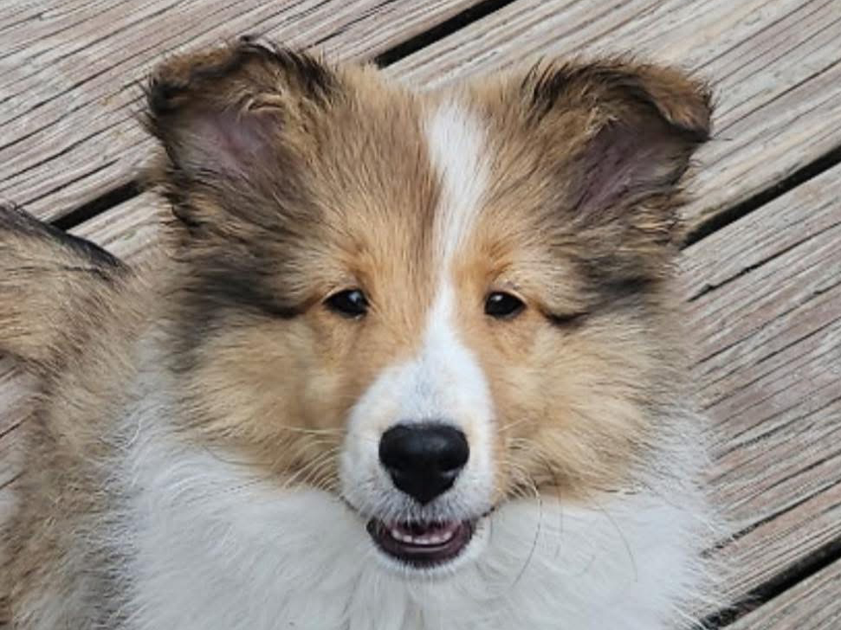 Donate to Save Winnie's Life with Surgery campaign photo, 1 of 5