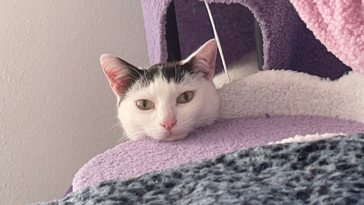 Emergency Vet Care for Stevie campaign photo, 1 of 8