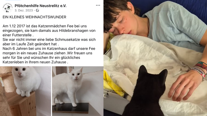 Tierarzt Rechnung für verstorbenes Seelentier Fee campaign photo, 1 of 3