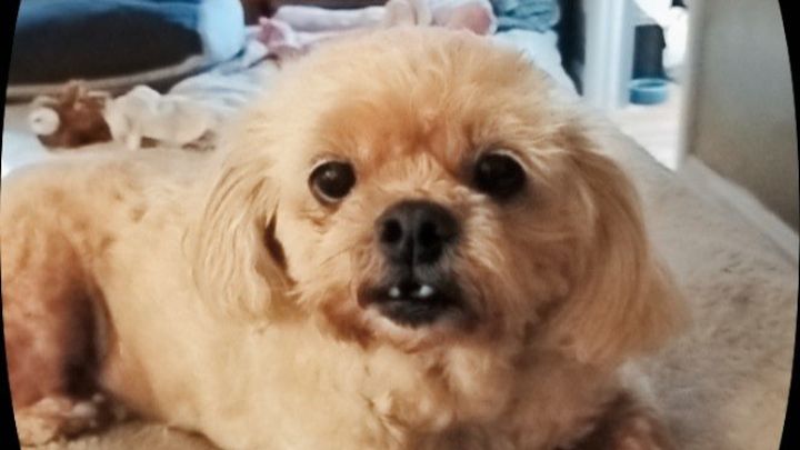 Help Lulu Get the Vet Care She Needs campaign photo, 1 of 6