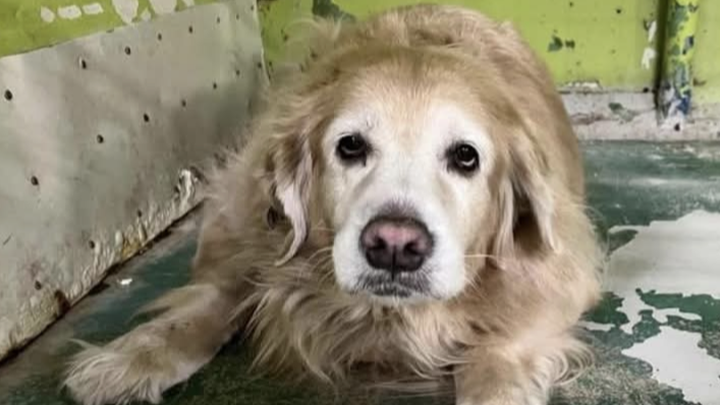 Funds for Domos Friends to Care for This Dog campaign photo, 1 of 3