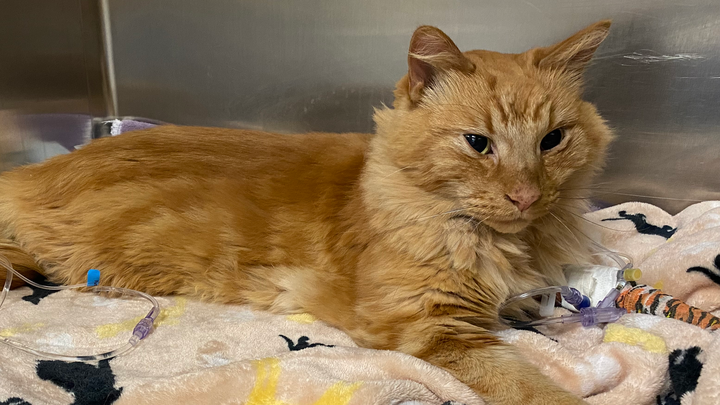 Help us get Orange Cat emergency surgery campaign photo, 1 of 7