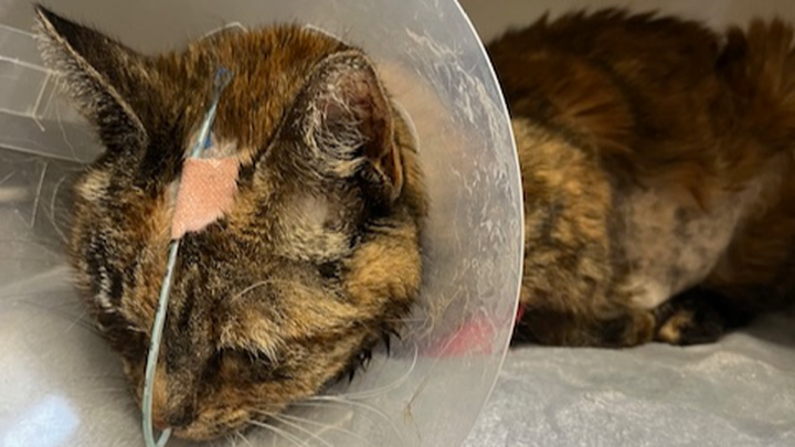 Help Us with Puddin’s Vet Bills campaign photo, 1 of 8