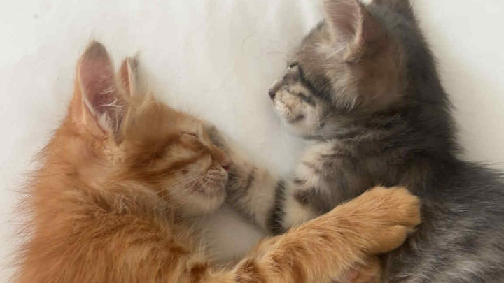 Simba & Nala’s rescue story & fundraiser campaign photo, 1 of 8