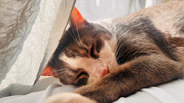 Help George Get Life-Saving Surgery campaign photo, 1 of 8