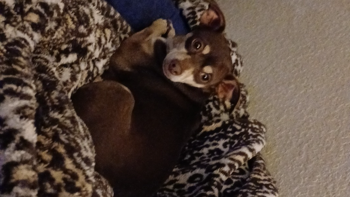 Support Cookie’s Dental Surgery for a Healthier Life campaign photo, 1 of 8