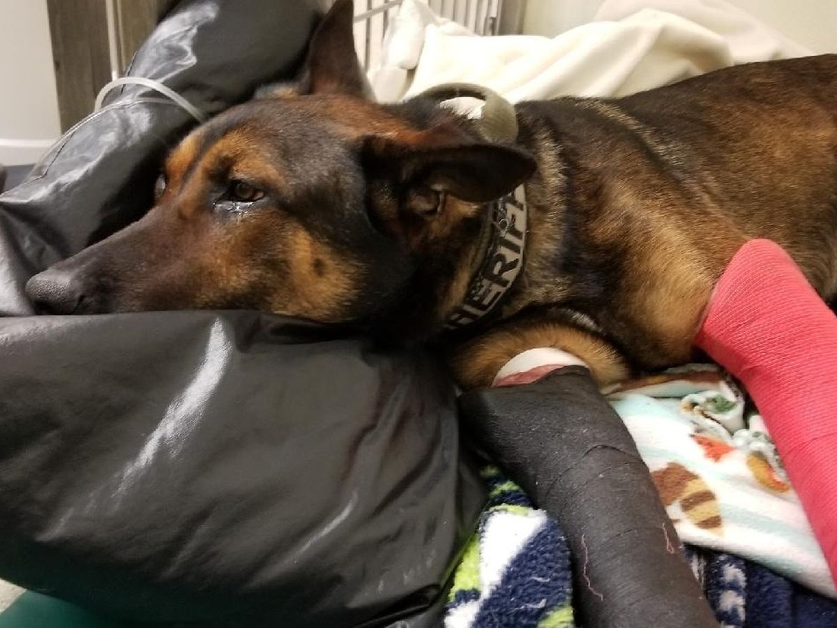 Fundraiser for Arthur Wallin by Snohomish County Knine Foundation :  Snohomish County K9 Rex Recovery and Replacement