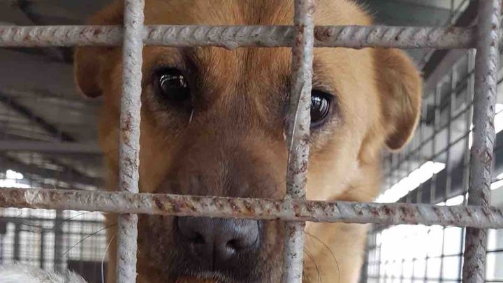 Giving stray animals a chance in Romania campaign photo, 1 of 3