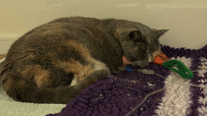 Please Donate to help Trejo with treatment she needs campaign photo, 1 of 3