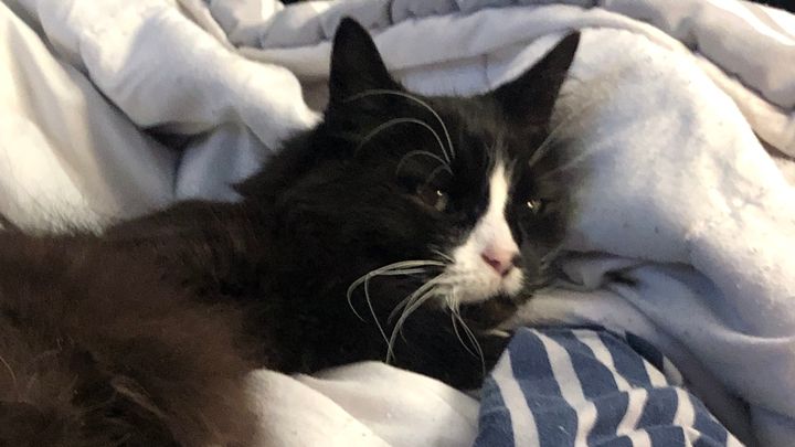 fundraiser-by-john-bruso-our-cat-has-kidney-disease-and-pancreatitis