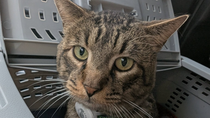 Loki’s Fight to Recover After Multiple Surgeries campaign photo, 1 of 3