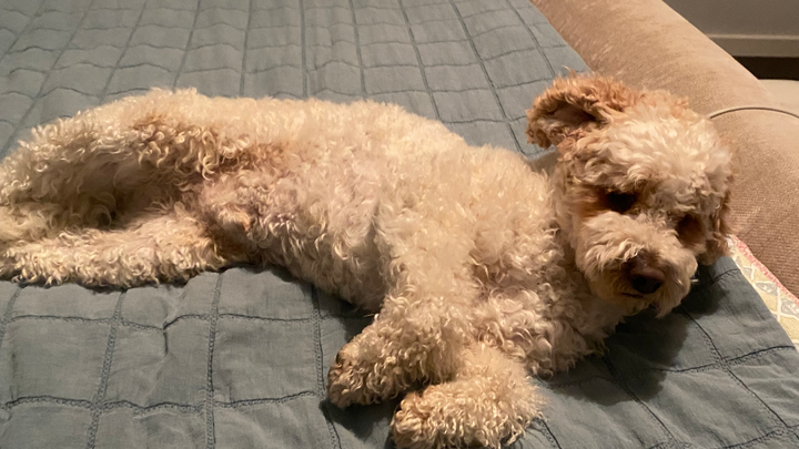 Donate to help Levi get surgery campaign photo, 1 of 6