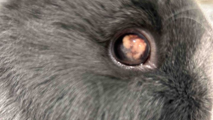 Help Dash the Bunny Get Eye Surgery campaign photo, 1 of 7