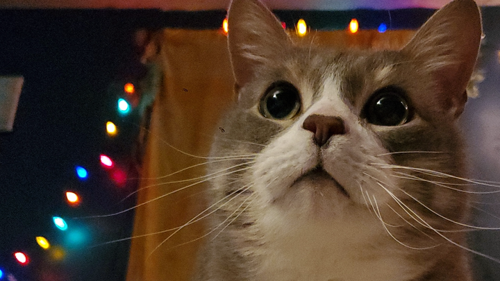 Milo's surgery campaign photo, 1 of 7