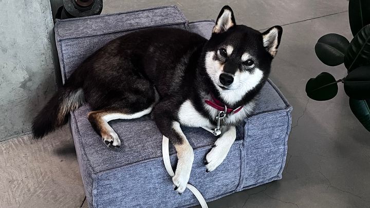 Leon the shibe campaign photo, 1 of 4