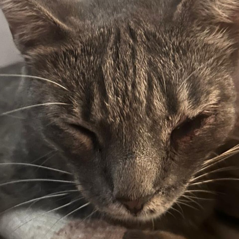 Fundraiser by Arianna Tahan : Aiutiamo Koray, il gatto di Via
