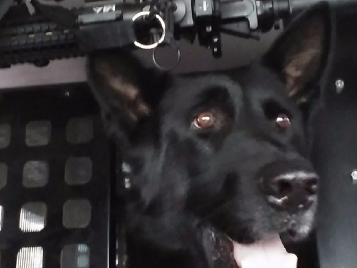 K9 Charon-Shirley, IN Police Dept. campaign photo, 1 of 2