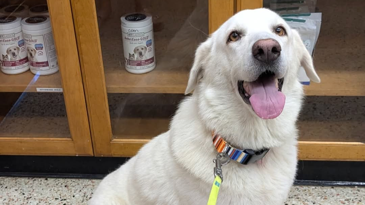 Help Angel Overcome Heartworm for a New Home campaign photo, 1 of 3