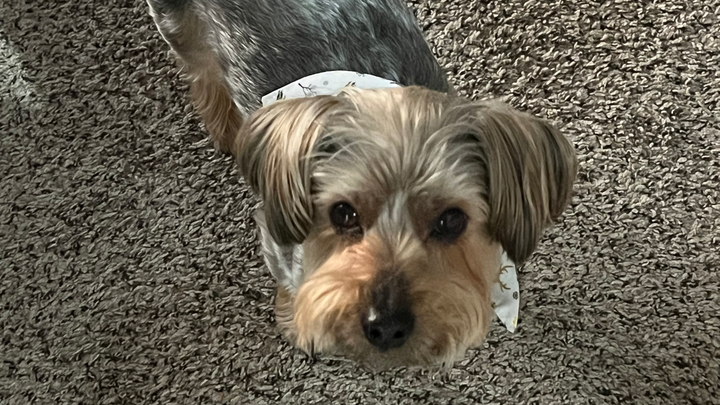 Care for Sherlock: Surgery Fundraiser campaign photo, 1 of 3
