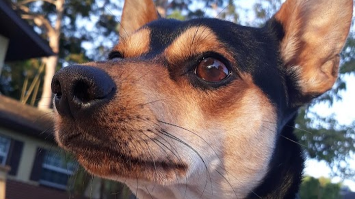 Bear's dislocated hip (FHO) surgery. campaign photo, 1 of 7