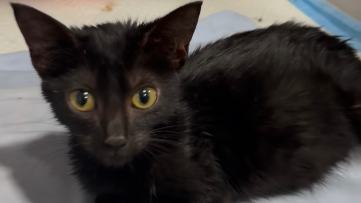 Support Zita's Fight Against FIP campaign photo, 1 of 5