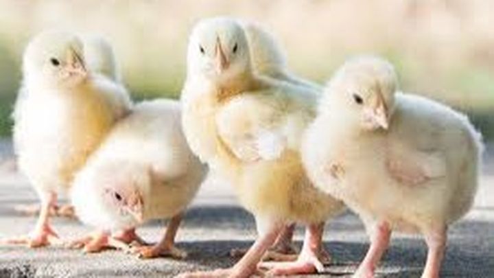 Chicks for Martuni villages campaign photo, 1 of 2