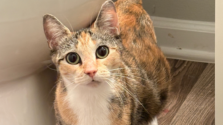 Young Calico and Her Kitten's Vet Bills & Care! campaign photo, 1 of 8