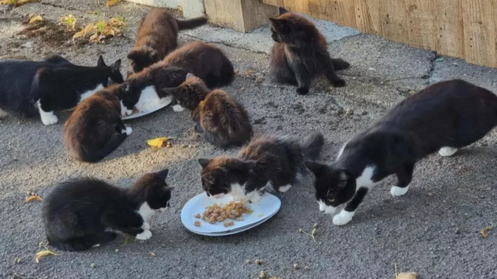 The Toot Hill cat neuter project campaign photo, 1 of 3