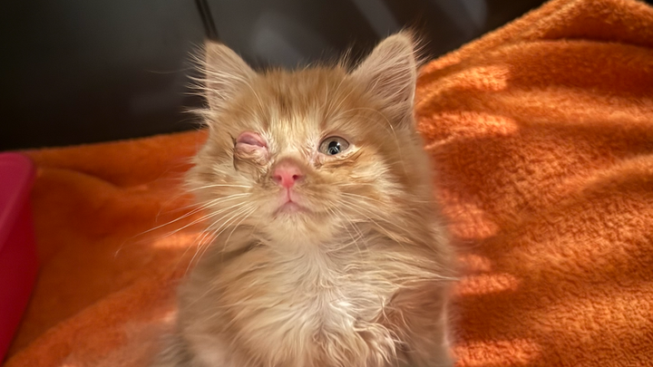 Donate to Help Puff Live a Pain Free Life campaign photo, 1 of 6