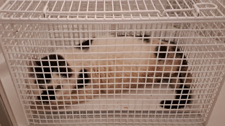 Tierarztkosten für Streunerkatze - Vet costs for Stray cat campaign photo, 1 of 4