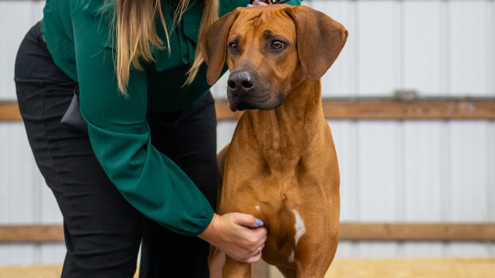 Help Roman Battle Tetanus: Urgent Care Needed campaign photo, 1 of 8