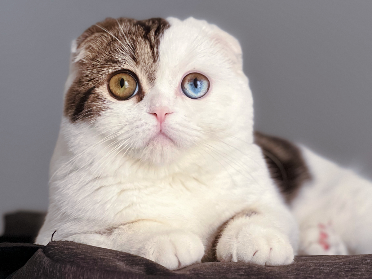 Bonjour , Recherche aide d'urgence pour ce chat errant très mal en point  mais hyper sociable et gentil , Il a une respiration obstrué , petite bave  verdâtre , gonflé sous la, image size:1200x900