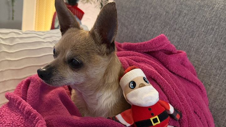 Help Lolli Get the Urgent Care She Needs campaign photo, 1 of 5