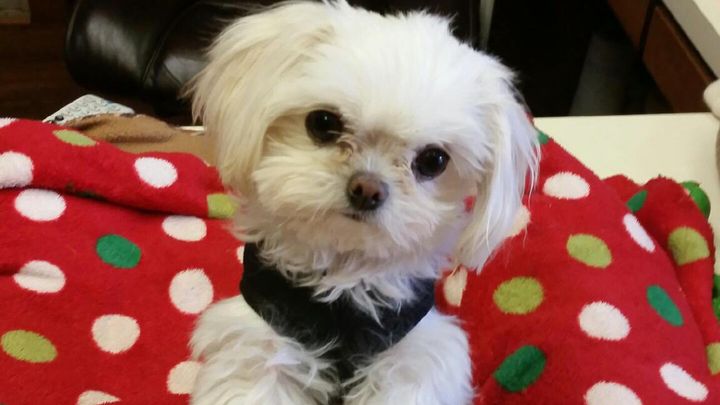 Please help keep our doors open for the fur babies campaign photo, 1 of 3